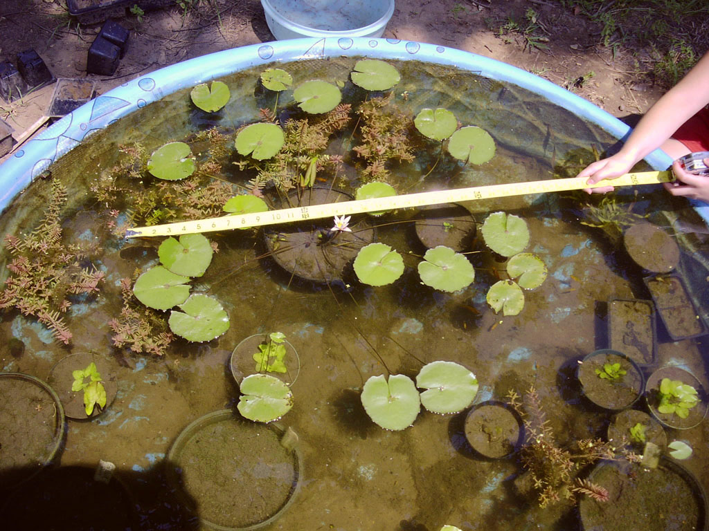 Nymphaea minuta July 26 06 Image016